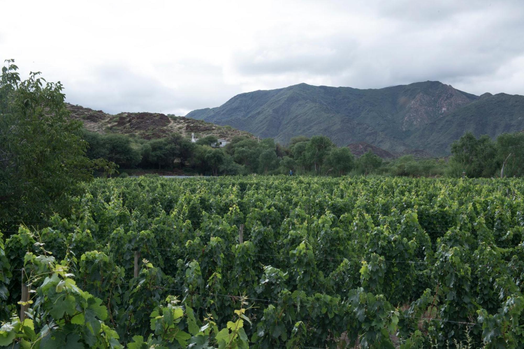 Hospedaje Finca La Encantada Seclantas ภายนอก รูปภาพ